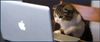 cat-1.jpg
