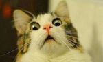 shocked-kitten.jpeg