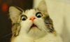 shocked-kitten.jpeg