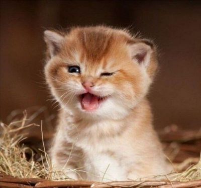 Kitten