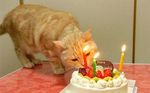 10-nope-i-even-have-cake.jpg