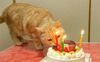 10-nope-i-even-have-cake.jpg