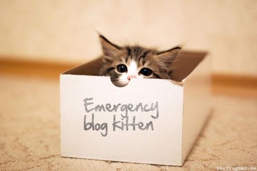 Kitty