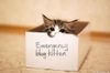 Kitty