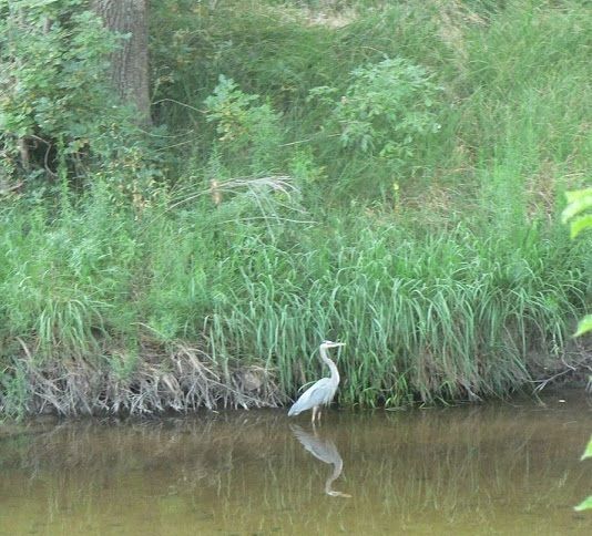 blueherron.JPG