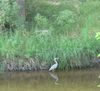 blueherron.JPG