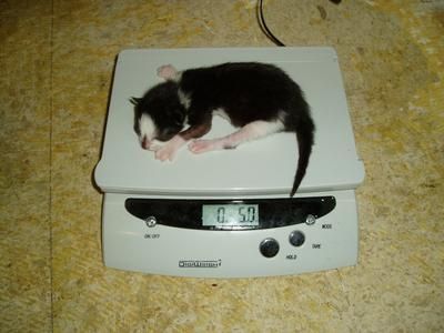Scale