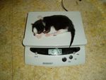 Scale