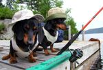 fishing dogs 1.jpg