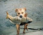 fishing dog 2.jpg