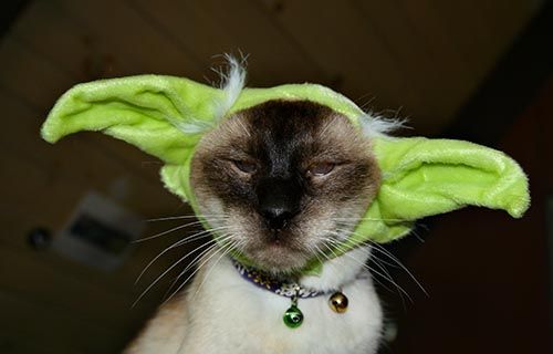 mao-yoda-petco.jpg