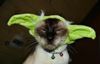 mao-yoda-petco.jpg