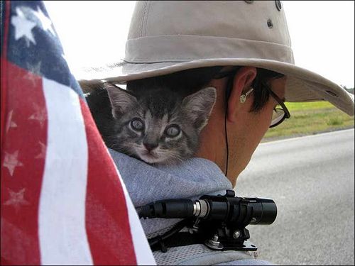 traveling-cat-1.jpg