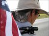 traveling-cat-1.jpg