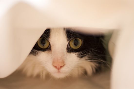 movecat_in_bed.jpg