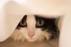 movecat_in_bed.jpg
