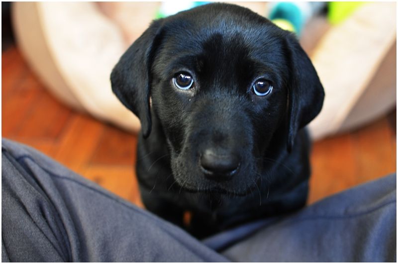 sad-puppy-eyes.jpg