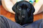 sad-puppy-eyes.jpg