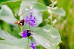 Skipper-and-Bumblebee-Larkspur-4x6.jpg