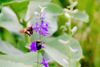 Skipper-and-Bumblebee-Larkspur-4x6.jpg