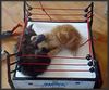 112311_wwe_cat_smack_down_x.jpg