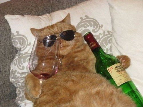 cat-wine-4.jpg