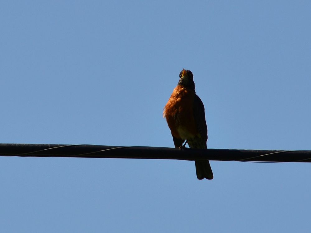 Robin on the Line.jpg
