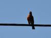 Robin on the Line.jpg