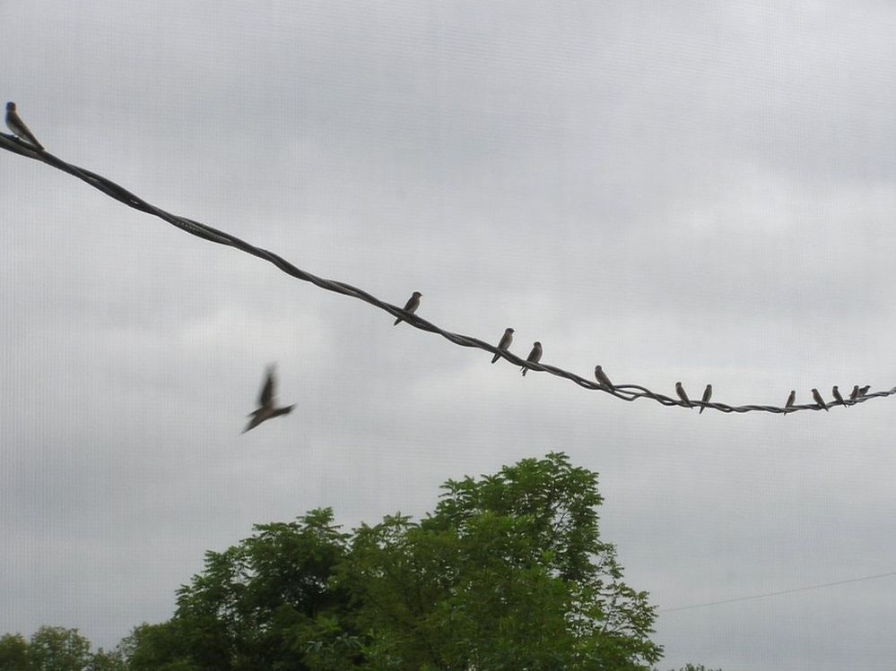 Swallows-1.jpg