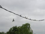 Swallows-1.jpg