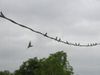 Swallows-1.jpg