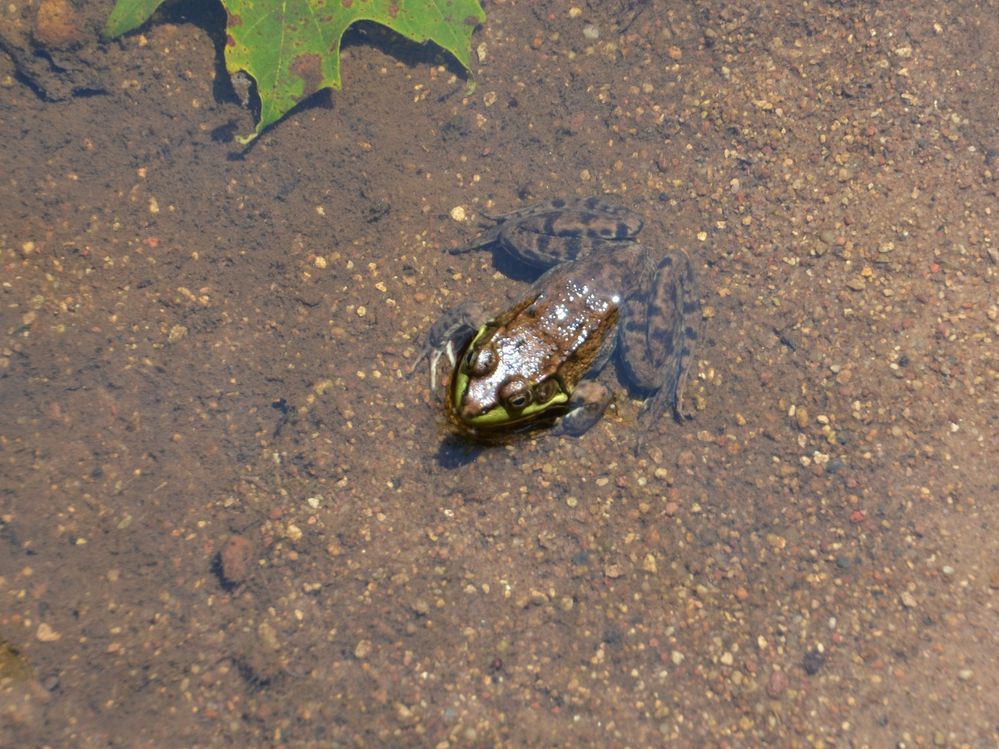 Frog-1.jpg