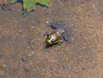Frog-1.jpg