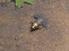 Frog-1.jpg