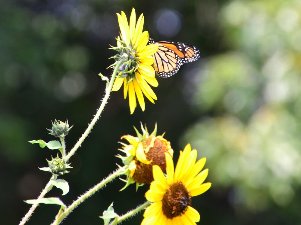 Monarch-On-Sunflower-1.JPG