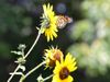 Monarch-On-Sunflower-1.JPG