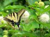 Button Bush and Tiger Swallowtail.jpg