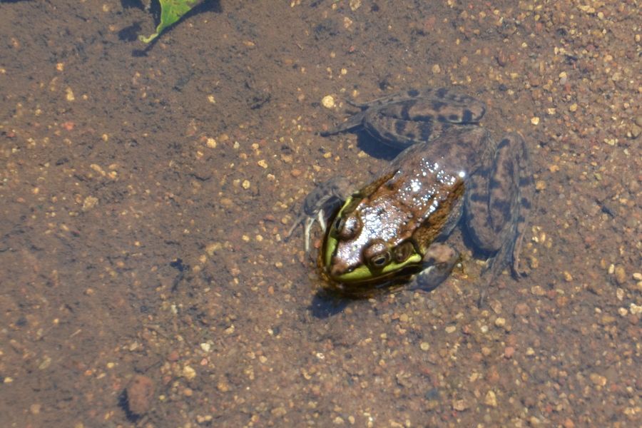 Frog.JPG