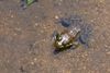 Frog.JPG