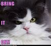 Challenge-Accepted-Cat-Meme-02.jpg