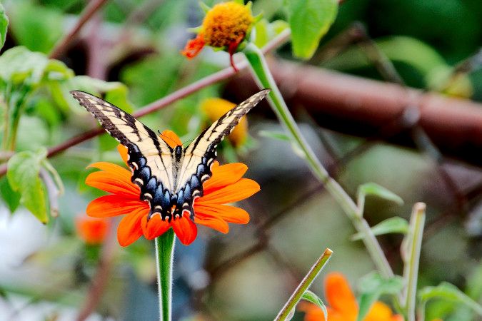 Tiger-Swallowtail-on-Mexican-Sunflower-1.jpg