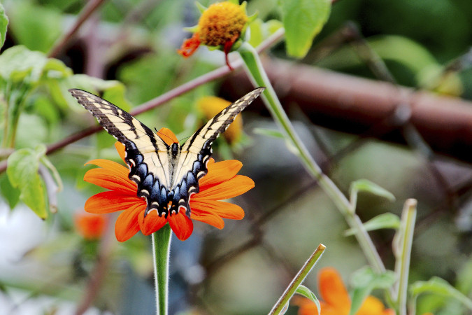 Tiger-Swallowtail-on-Mexican-Sunflower-1.jpg