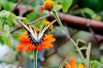 Tiger-Swallowtail-on-Mexican-Sunflower-1.jpg