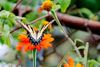 Tiger-Swallowtail-on-Mexican-Sunflower-1.jpg