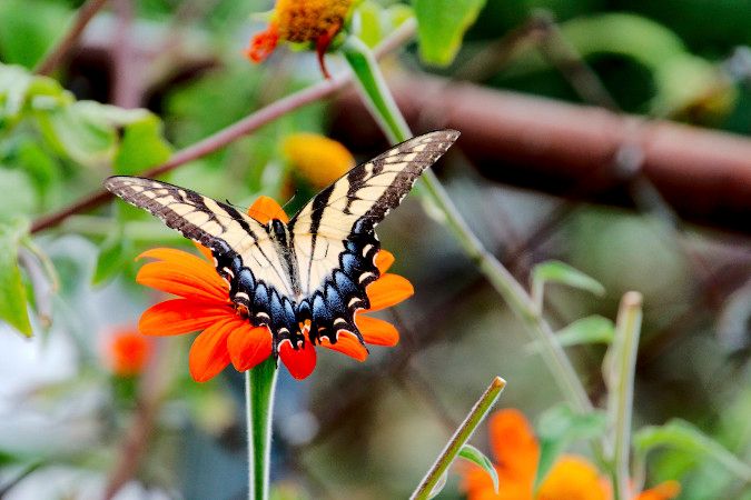 Tiger-Swallowtail-on-Mexican-Sunflower-2.jpg