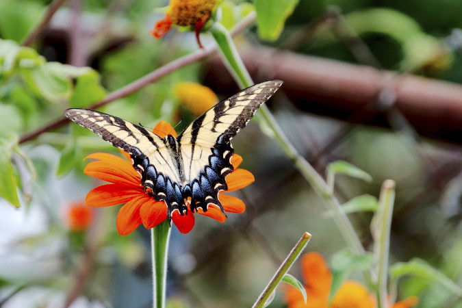 Tiger-Swallowtail-on-Mexican-Sunflower-2.jpg