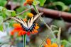 Tiger-Swallowtail-on-Mexican-Sunflower-2.jpg