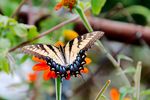 Tiger-Swallowtail-on-Mexican-Sunflower-3.jpg