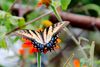 Tiger-Swallowtail-on-Mexican-Sunflower-3.jpg