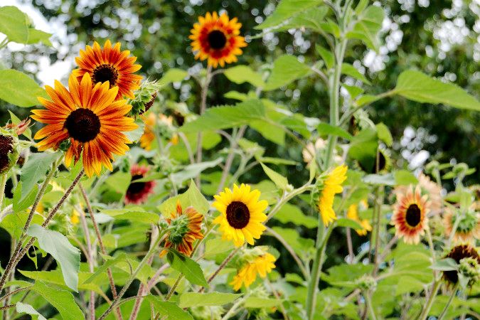 Sunflowers.jpg